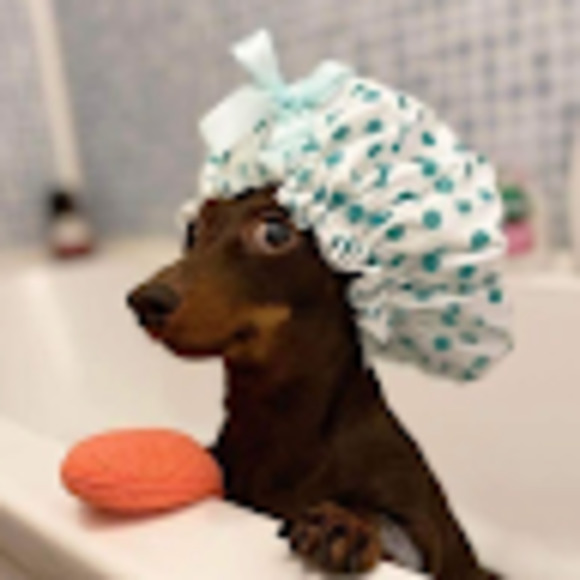 Meet your Posher, Bridget - Picture 1 of 1